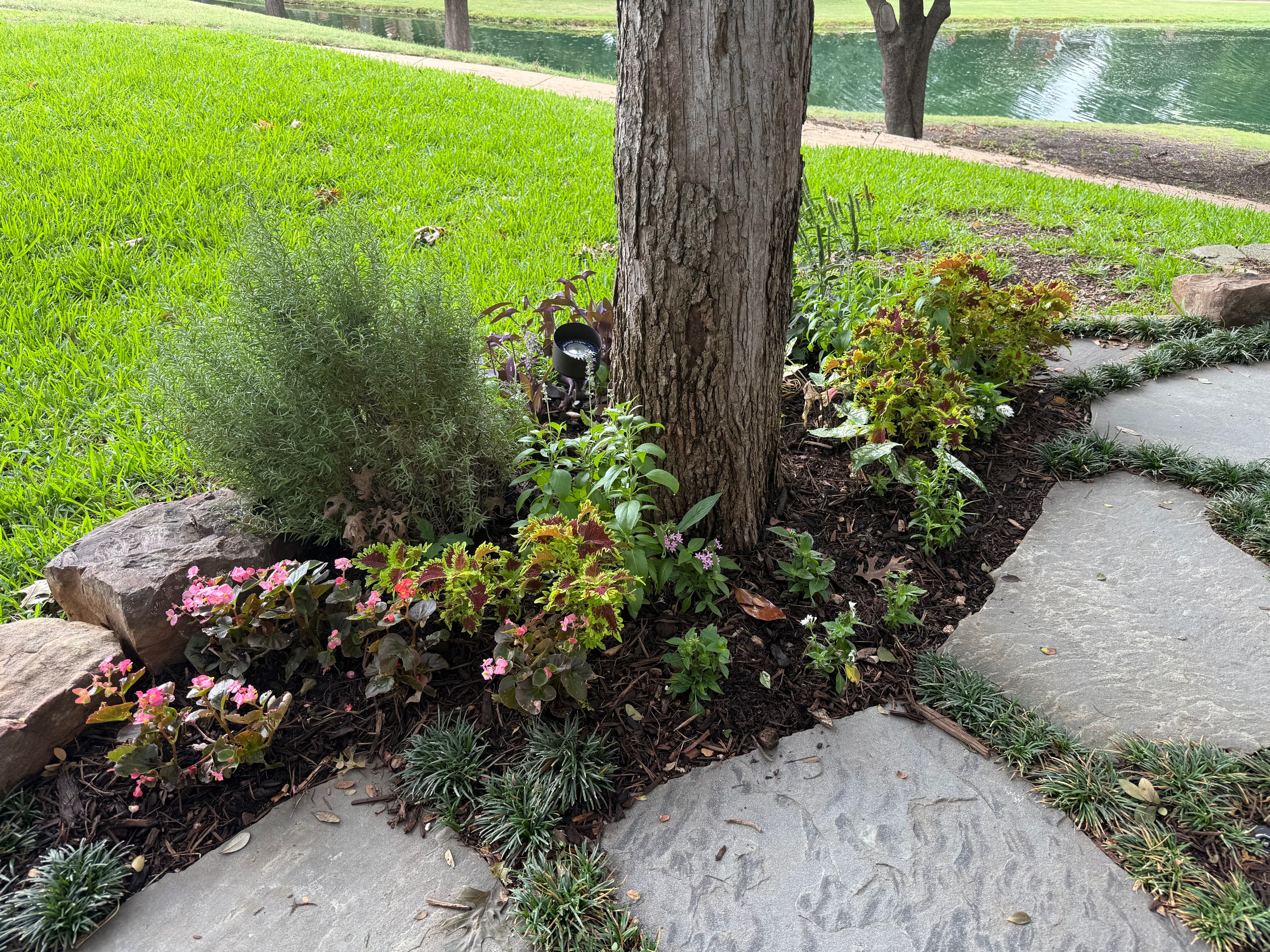 Lush garden bed with colorful plants surrounding a tree trunk beside a flagstone walkway.
