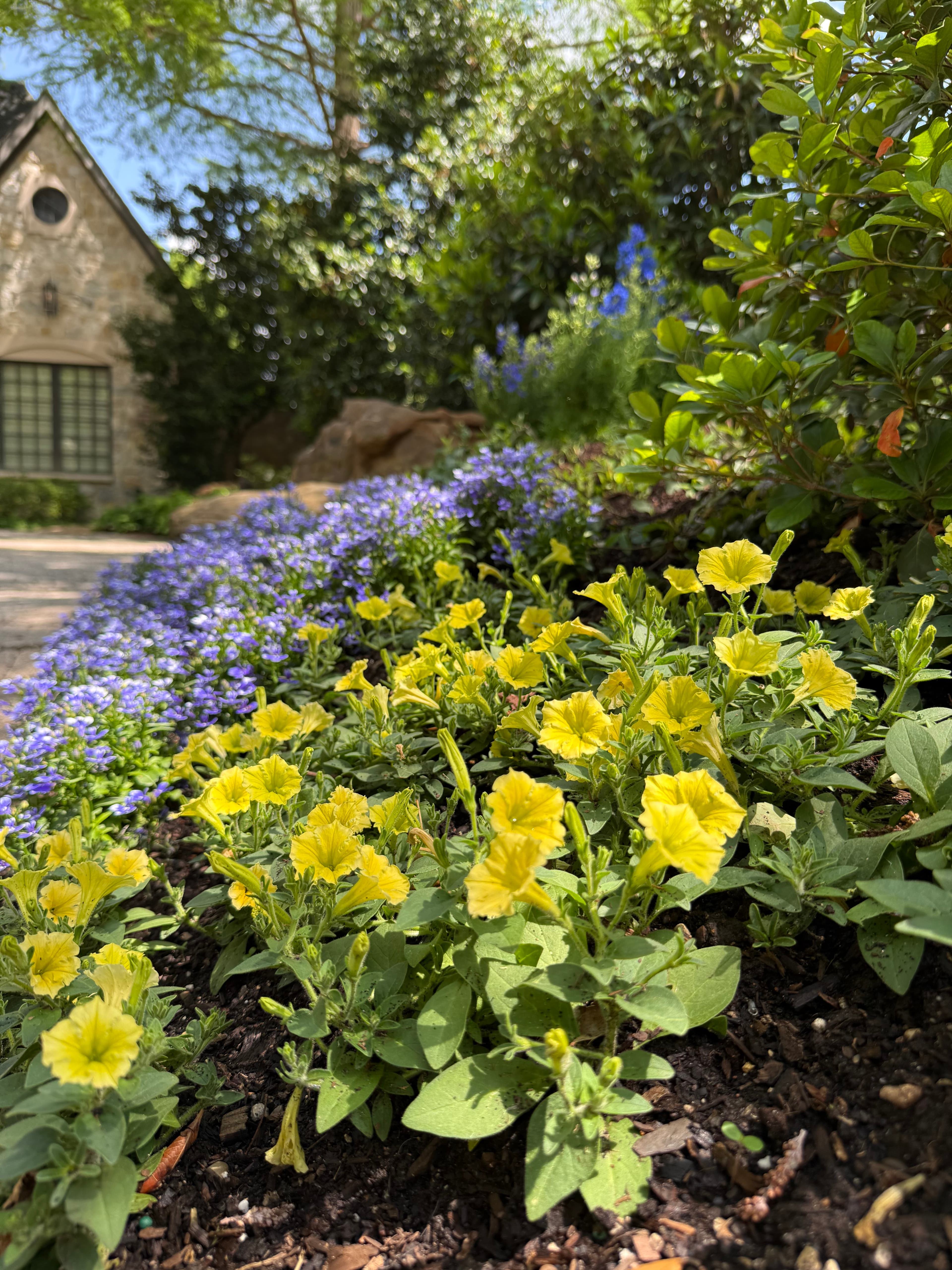 Bright yellow petunias and purple flowers bloom in a sunny garden near a stone cottage.
