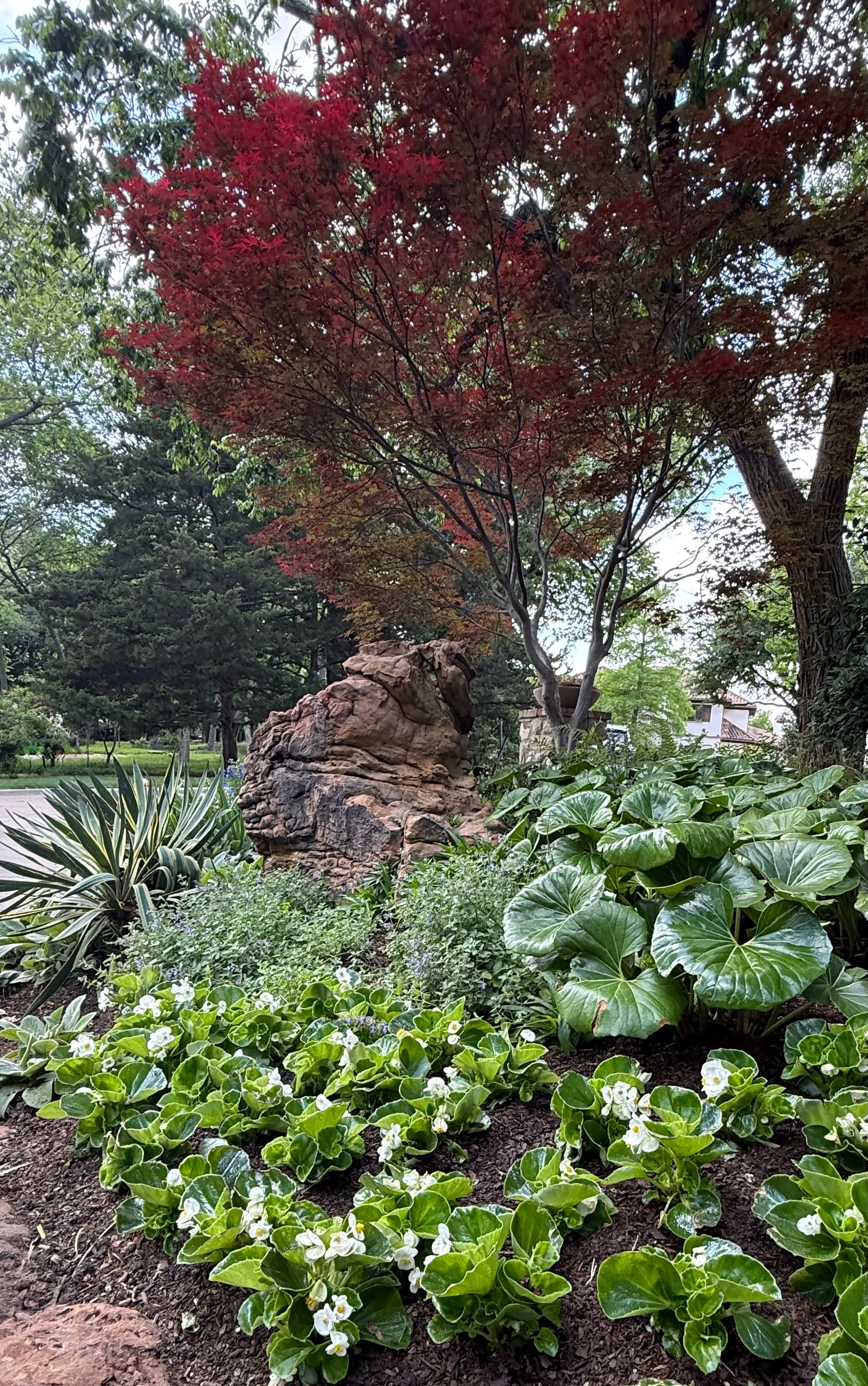 Vibrant red Japanese maple tree above a large rock and lush garden with white flowers.