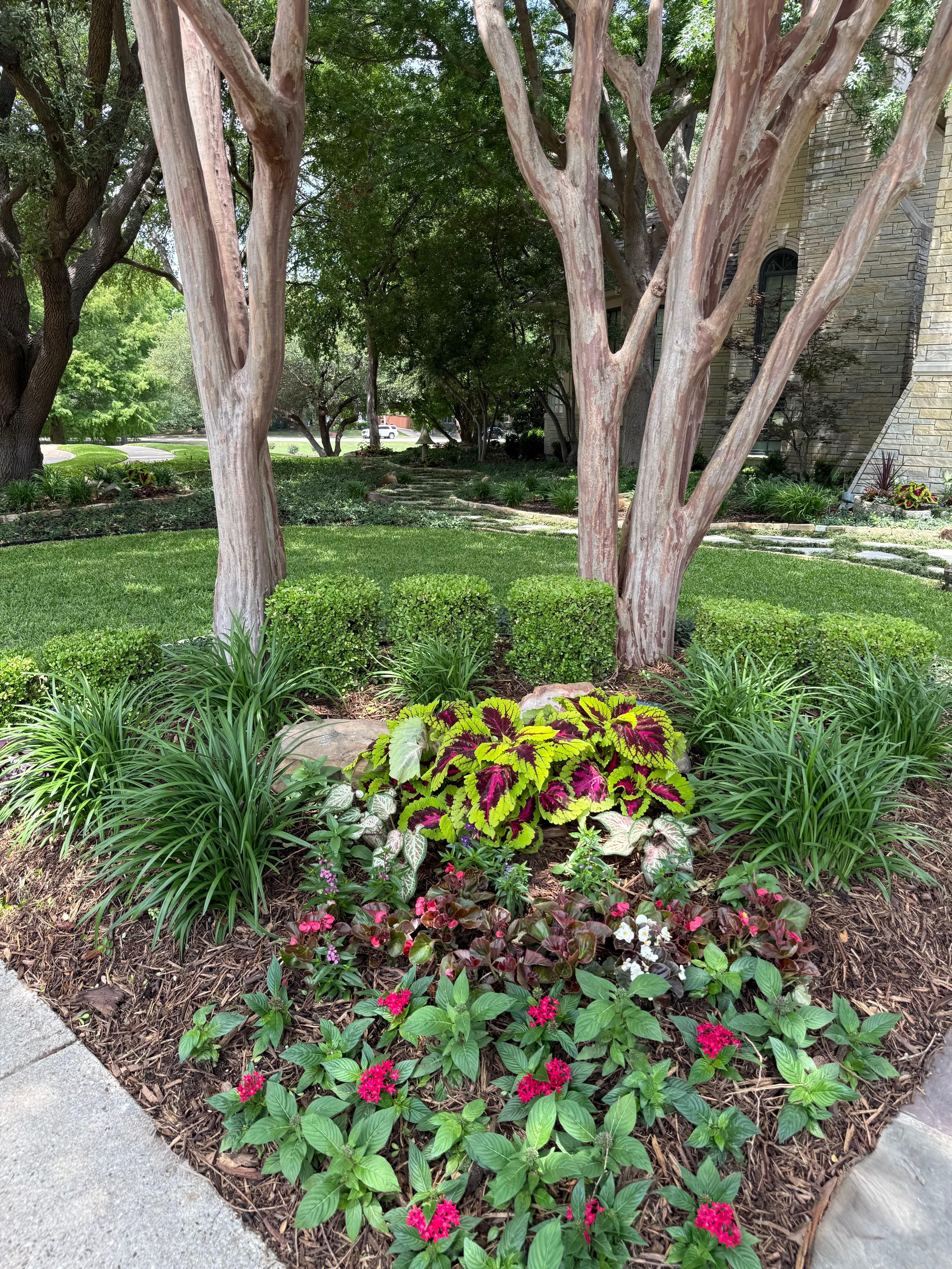 Smooth trees frame a vibrant garden bed with coleus and red flowers in a yard.