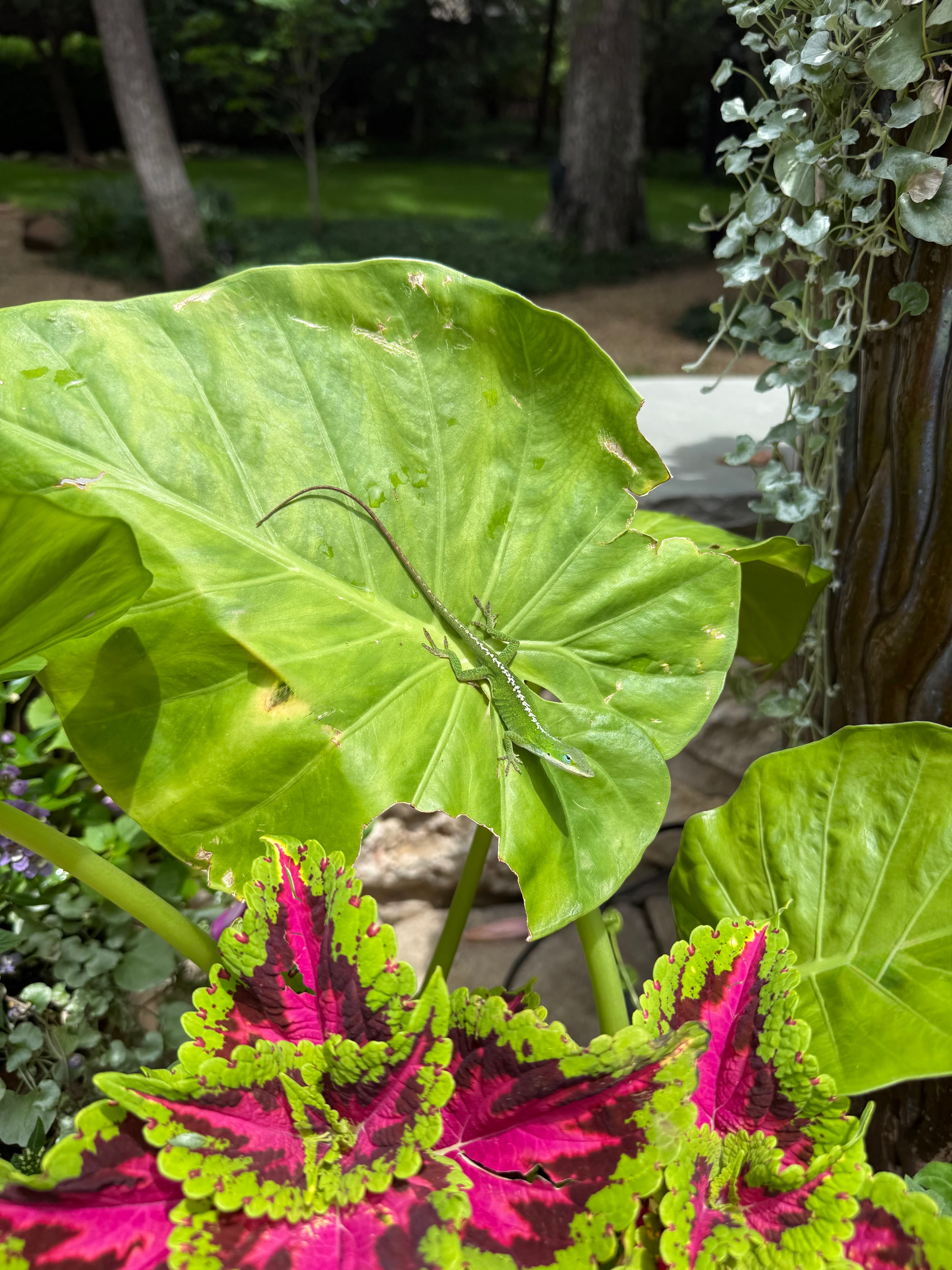 Green anole resting on a large leaf above vibrant pink and green coleus plants.