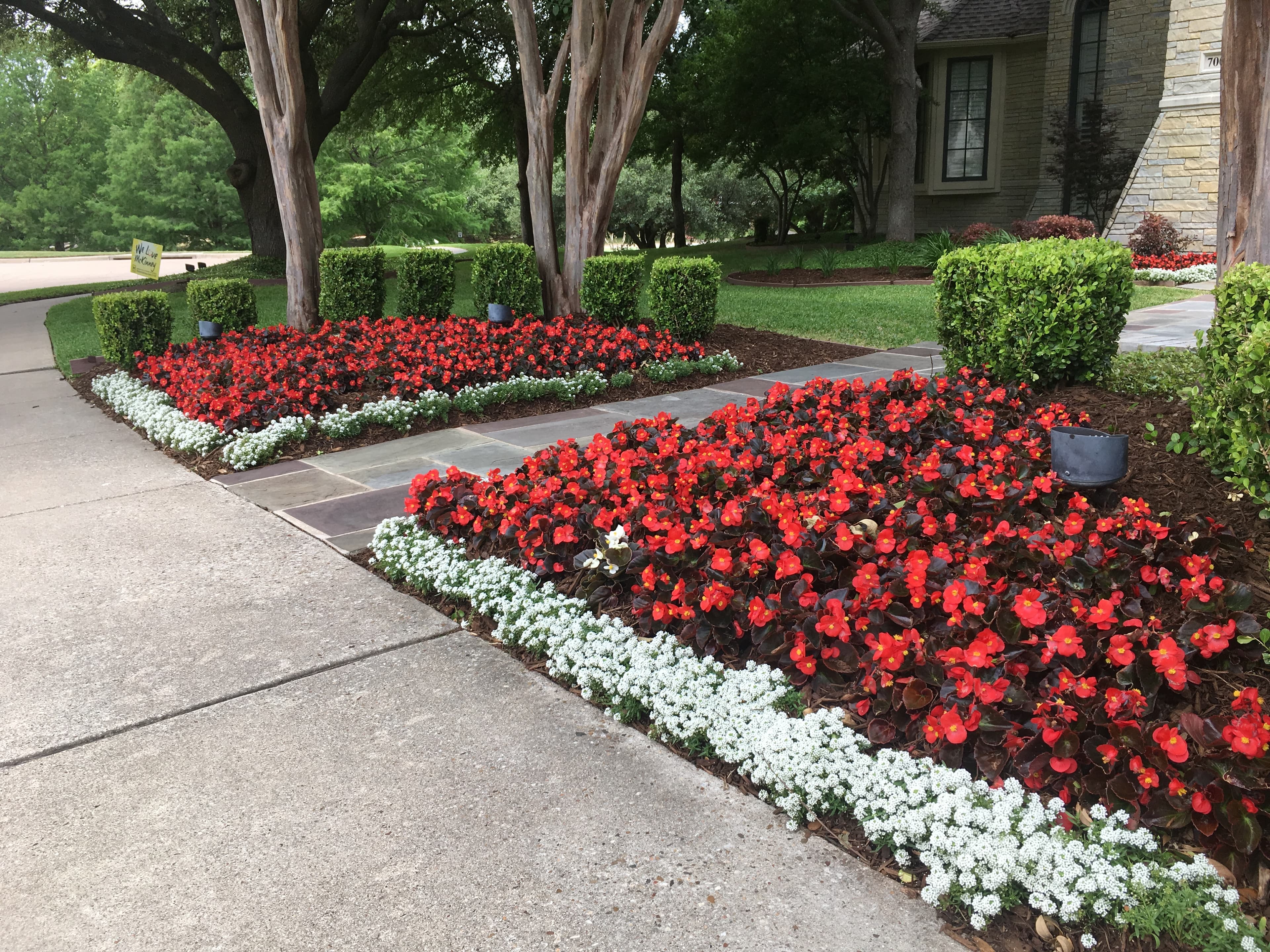 Vibrant red begonias and white alyssum border a stone walkway in a manicured front yard.
