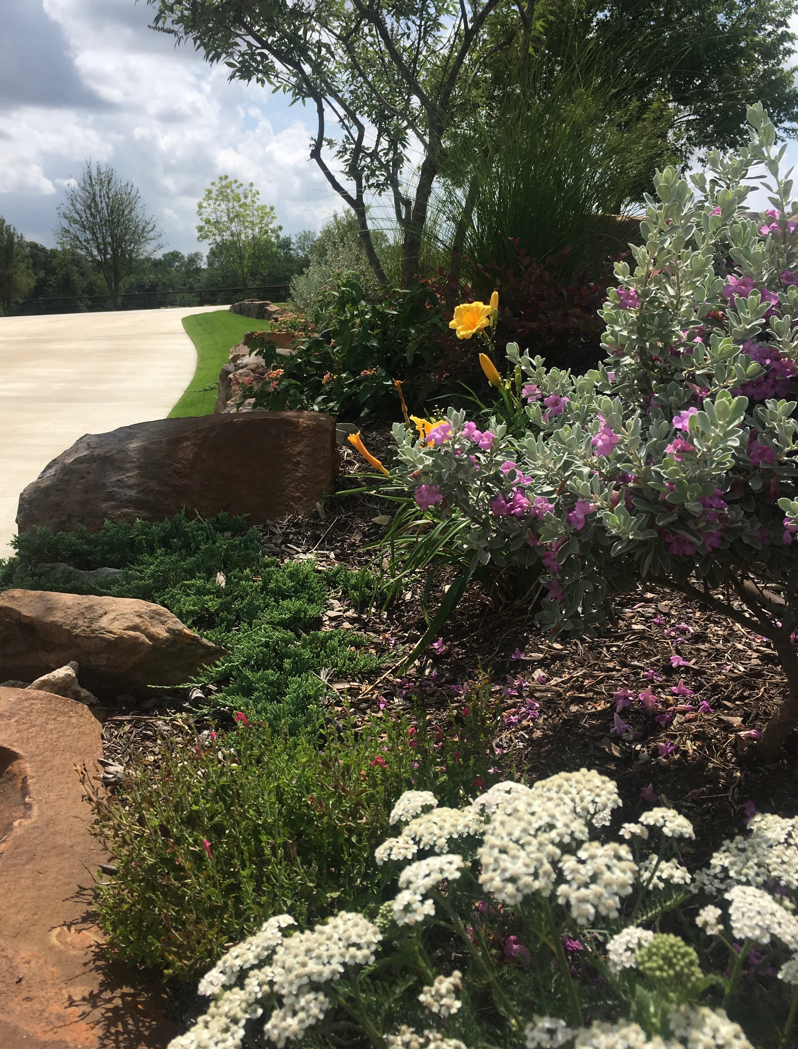 Vibrant garden featuring white yarrow, purple sage, and yellow lilies beside a paved driveway.